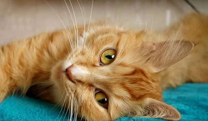 Fun Cat Idiom Quiz