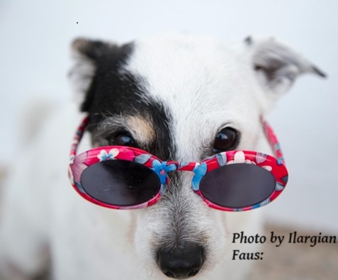 Do You Know Dog Idioms